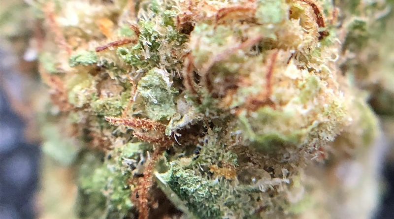 acdc by muv strain review by shanchyrls