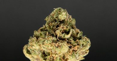 apple crisp by balanced los angeles strain review by thefirescale 3