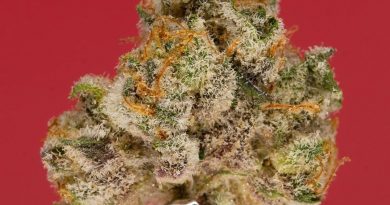 berry pie by cookies enterprises strain review by thefirescale