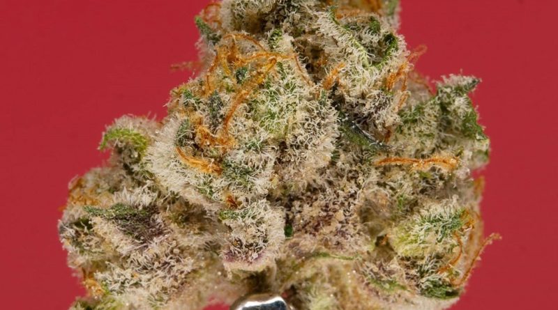 berry pie by cookies enterprises strain review by thefirescale