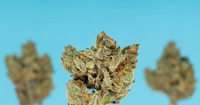 blucifer by terraform genetics strain review by thefirescale 2