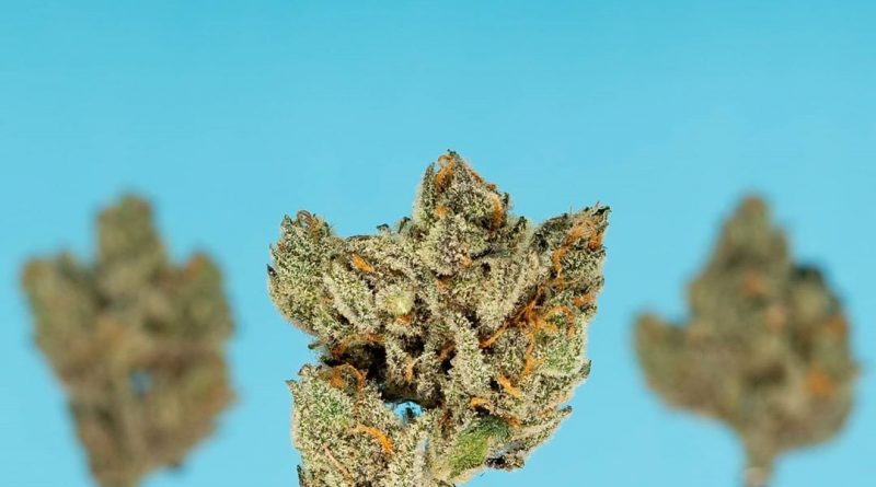 blucifer by terraform genetics strain review by thefirescale 2