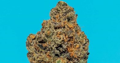cali berry by lumpy's flowers strain review by thefirescale