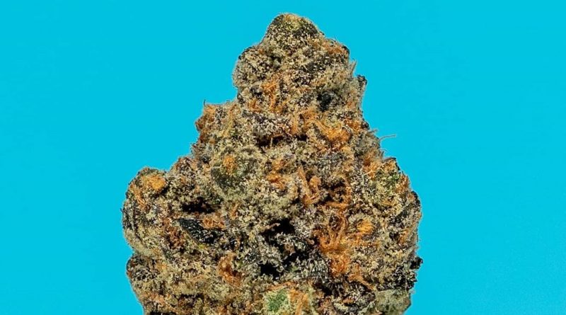 cali berry by lumpy's flowers strain review by thefirescale
