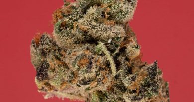 cherry fritter by fresh baked strain review by thefirescale 2