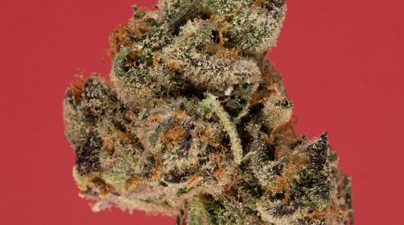 cherry jerry strain