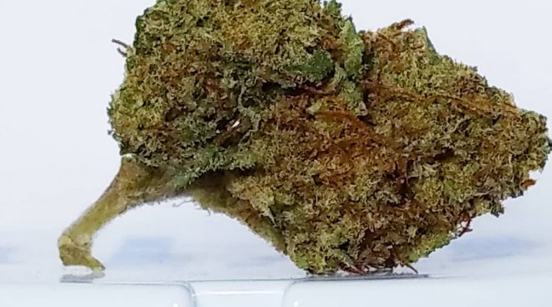 chocolate berry queen from releaf health strian review by pdxstoneman