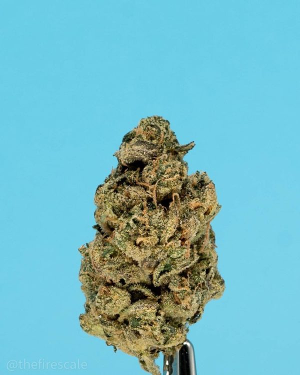 Strain Review: Crescendo By THC Design - The Highest Critic