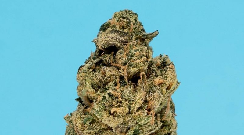 crescendo by thc design strain review by thefirescale 2
