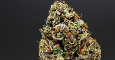 dosi killer by jungle boys strain review by thefirescale