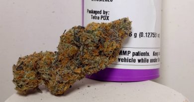 dosi mints by high noon cultivation strain review by pdxstoneman