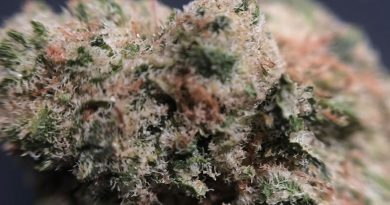 grape stomper from growhealthy strain review by shanchyrls 2