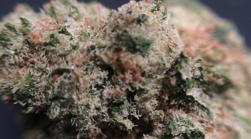 grape stomper from growhealthy strain review by shanchyrls 2