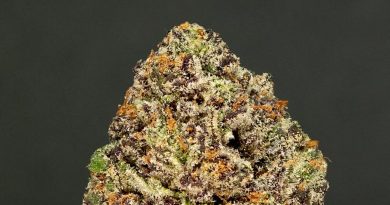 ice cream cake by 9trees strain review by thefirescale