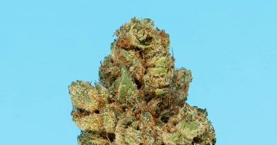 ice cream sundae by northern emeralds strain review by thefirescale