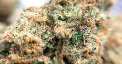 jack herer by truflower strain review by shanchyrls