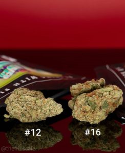 jungle driver #12 vs jungle driver #16 by jungle boys strain review by thefirescale 2