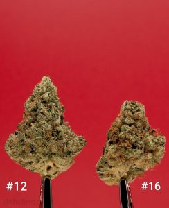 Strain Review: Jungle Driver #12 vs Jungle Driver #16 by Jungle Boys