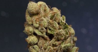 lemon meringue kush by floracal farms strain review by thefirescale