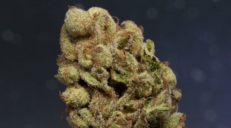 lemon meringue kush by floracal farms strain review by thefirescale