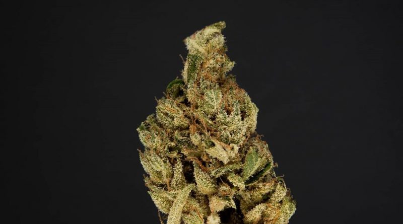 l'orange by cannabiotix strain review by thefirescale 2