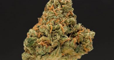 nigerian haze by source cannabis strain review by thefirescale