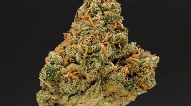 nigerian haze by source cannabis strain review by thefirescale