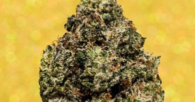 raspberry sorbet by terpene gas co strain review by thefirescale