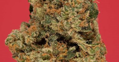 strawbinati by 3c farms strain review by thefirescale 2