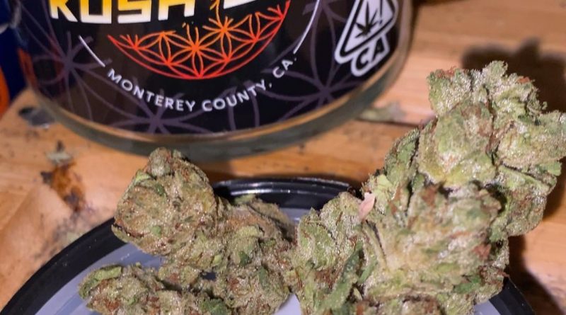 true og by monterey kush co strain review by trunorcal420