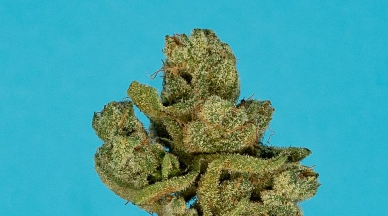 xxx og by maven genetics strain review by thefirescale 3