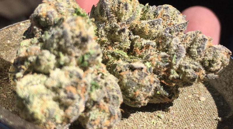5g by fiore genetics strain review by xoticgasreviews 2