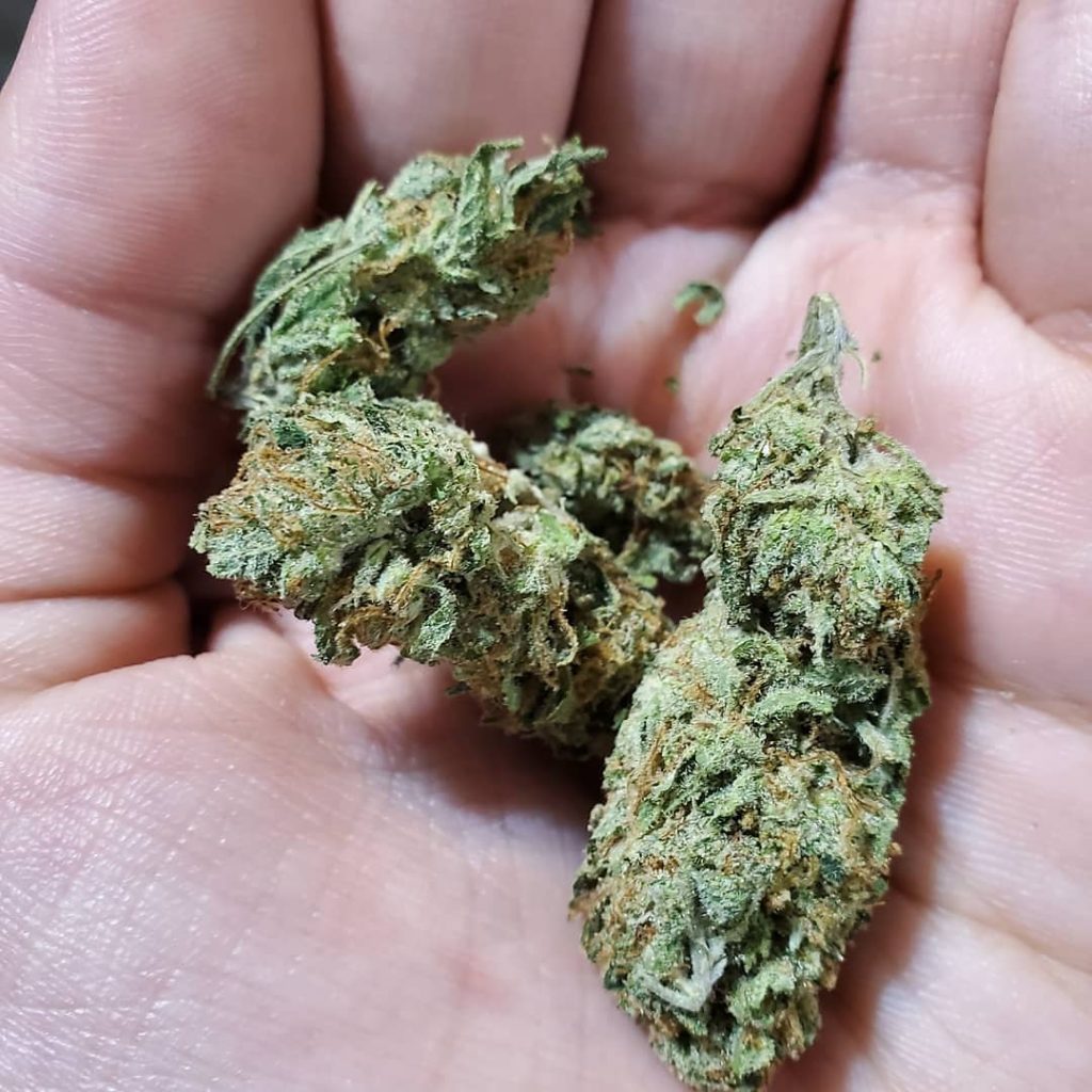 Alien og сорт описание