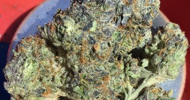 bachio gushers by fiore genetics strain review by xoticgasreviews