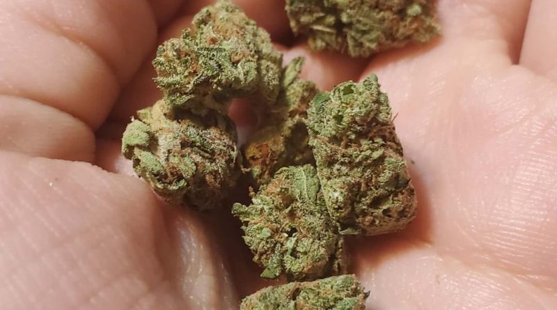 black grape by breeder choice organisation strain review by _scarletts_strains_