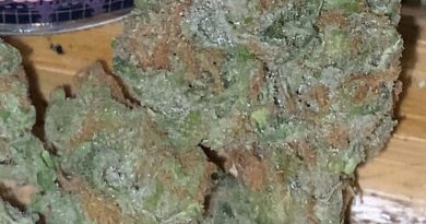 blueberry g by sweetwater pharms strain review by trunorcal420 2