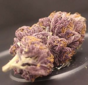 blueberry muffin by yerba cannagar strain review by cannasaurus_rex_reviews 2