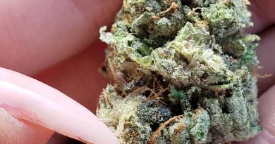 cackleberry by greenpoint seeds strain review by _scarletts_strains_