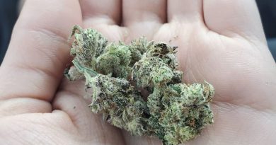 chinook haze by greenpoint seeds strain review by _scarletts_strains_