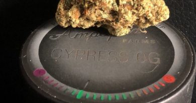 cypress og by amplified farms