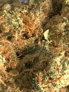 cypress og by amplified farms strain review by caleb chen macro