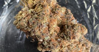 dawgg pound by afro genetics strain review by jean_roulin_420