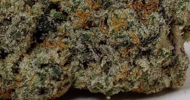 dirty bananas by urban canna strain review by pdxstoneman 2