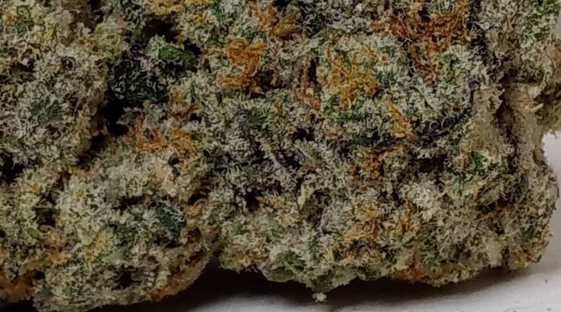 dirty bananas by urban canna strain review by pdxstoneman 2