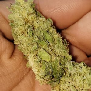 ed rosenthal's super bud ersb by sensi seeds strain review by _scarletts_strains_ 2