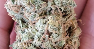 girl scout crack by seedsman strian review by _scarletts_strains_