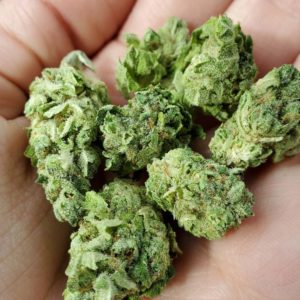 grape skunk by cannabella seed club strain review by _scarletts_strains_