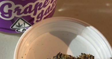 grapegasm by north country pharms strain review by christianlovescannabis 2