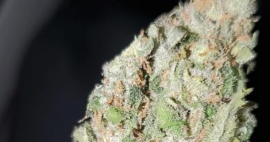 mega power plant by spliff seeds strain review by _scarletts_strains_