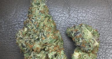 mo guava by fiore genetics strain review by xoticgasreviews
